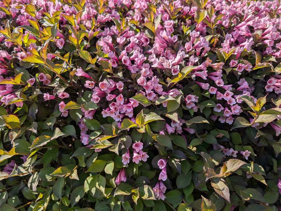 Haie de weigela en fleurs roses