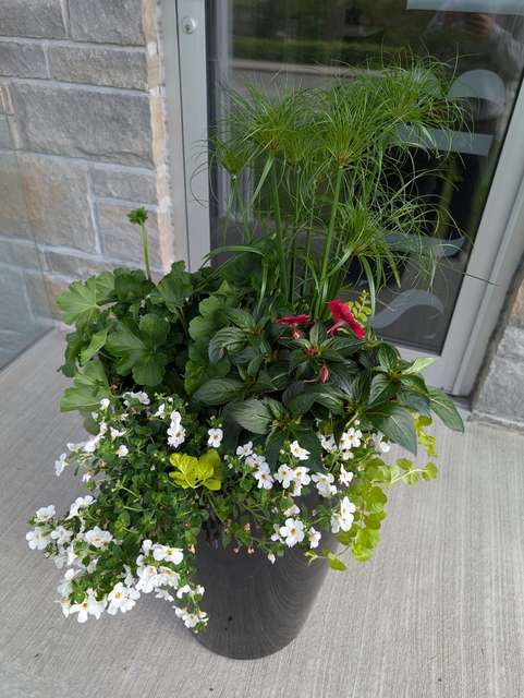 Jardinière noire avec papyrus, géranium et impatiens à l'entrée d'un immeuble