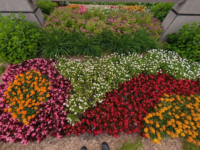 Parterre d'annuelles multicolores en bandes, soucis, bégonias et marguerites