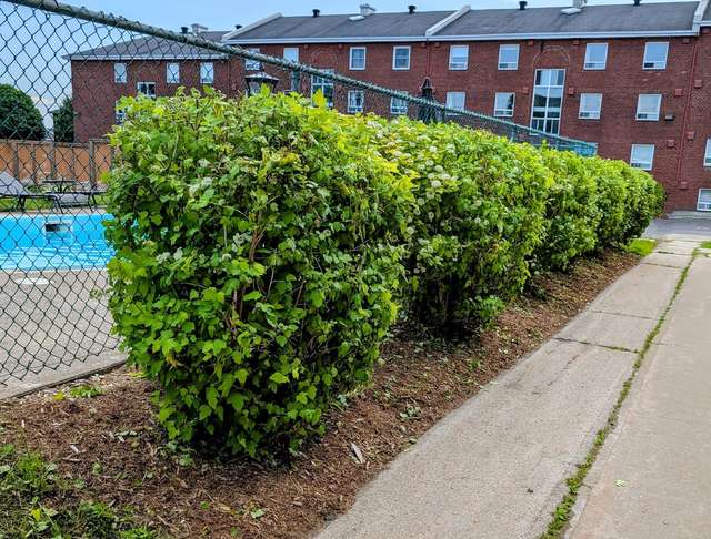 Haie de viorne taillée le long d'une clôture de piscine
