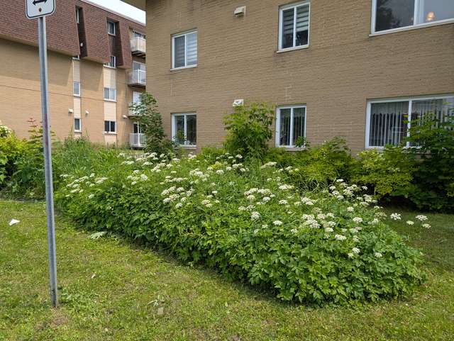 Avant entretien, plate-bande envahie de berce devant un immeuble