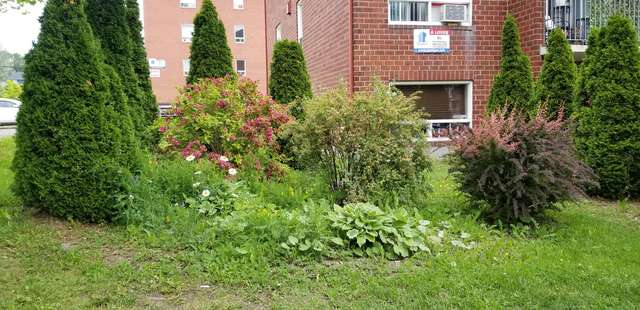 Avant entretien, plate-bande envahie de mauvaises herbes devant le même immeuble