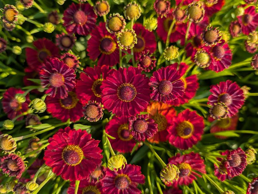 Hélénium rouge en fleurs