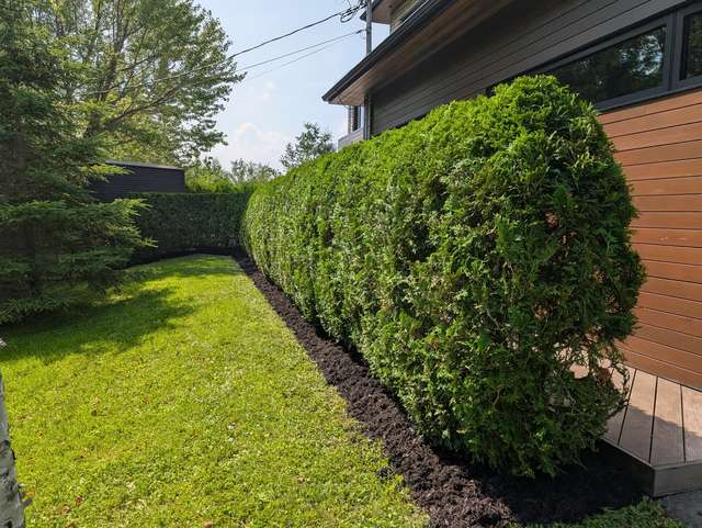 Haie de cèdres taillée le long d'une maison contemporaine