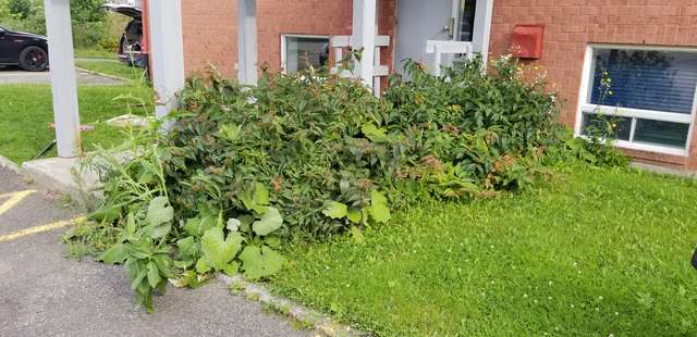 Avant taille, arbustes envahissants débordant sur le trottoir