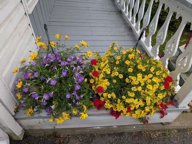 Paniers suspendus de pétunias, calibrachoa et verveine sur une galerie