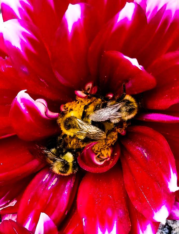 Dahlia rouge butiné par des abeilles