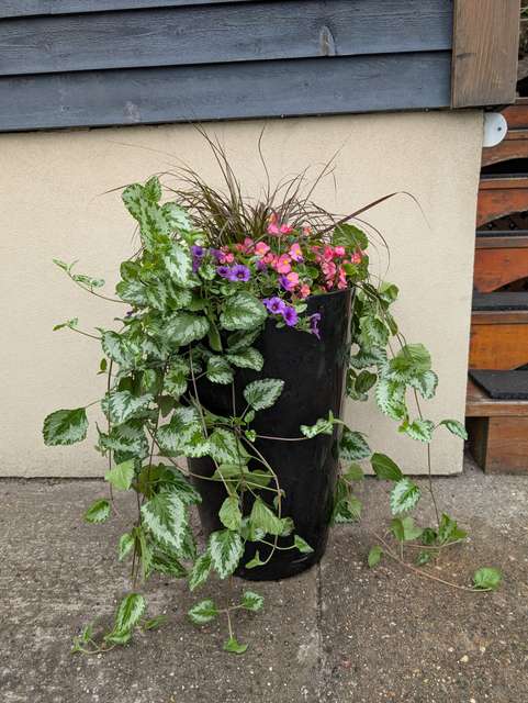 Pot noir avec lamium, pétunias et bégonias roses
