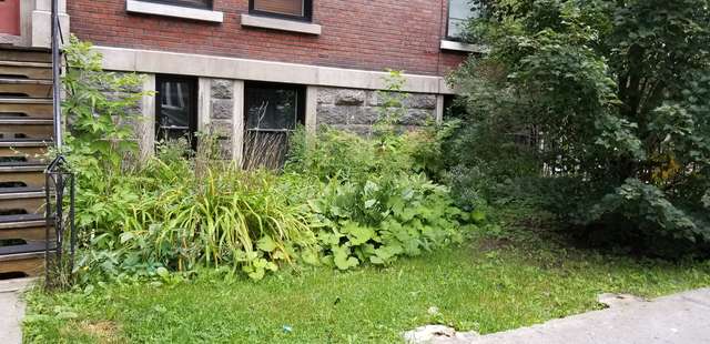 Avant entretien, plate-bande envahie de mauvaises herbes devant un immeuble de brique