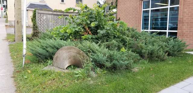 Avant entretien, plate-bande envahie devant un immeuble de brique