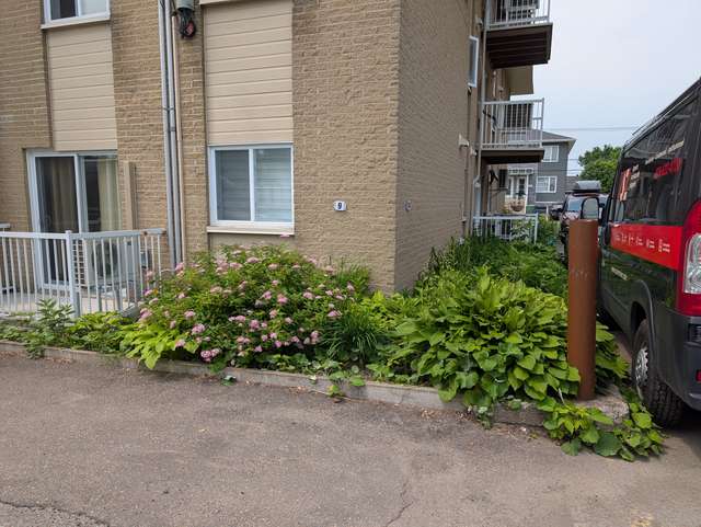 Avant rénovation, plate-bande envahie devant un immeuble