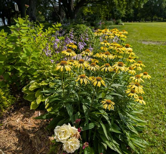 Plate-bande d'échinacées jaunes, hostas et rosiers