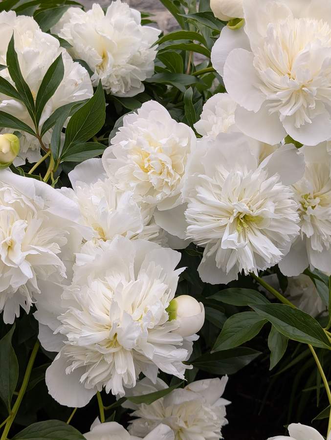 Pivoines blanches en fleurs