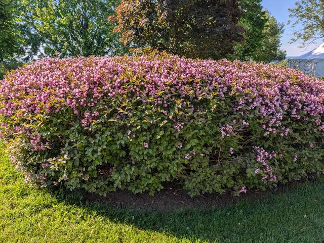 Haie de weigela en fleurs, taillée en dôme