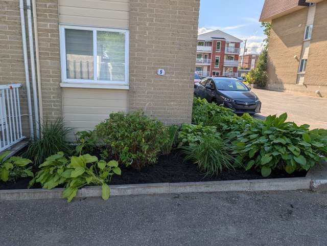 Après rénovation, plate-bande fraîchement paillée avec hostas et spirée